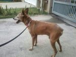 Max - Miniature Pinscher Dog