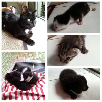 Hitam (And Her 3 Kittens) - Domestic Short Hair Cat