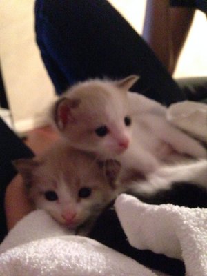 3 Cute Kittens - Domestic Short Hair Cat