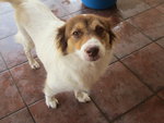 Lulu - Mixed Breed Dog