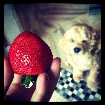 Toffee - Cocker Spaniel Dog