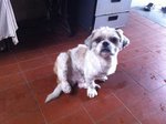 PF51468 - Shih Tzu Dog