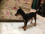 Roast Roger - German Pinscher Dog