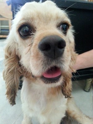 American Cocker Spaniel  - Cocker Spaniel Dog