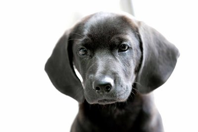 Bb - Labrador Retriever Mix Dog