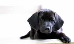 Bb - Labrador Retriever Mix Dog