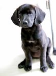 Bb - Labrador Retriever Mix Dog