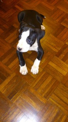 Puppies For Sale And Adoption - Rottweiler + Pit Bull Terrier Dog