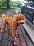 Boy - Poodle Dog