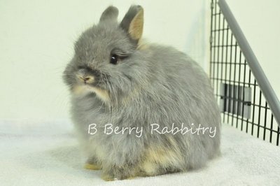 Fuzzy - Blue Otter - Netherland Dwarf Rabbit