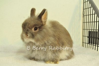 Fuzzy - Choc Marten - Netherland Dwarf Rabbit