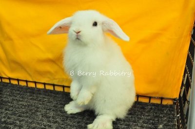 Holland Lop - Bew 812 - Holland Lop Rabbit