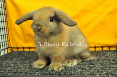 Holland Lop - Tort 8122 - Holland Lop Rabbit