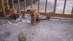 Abandoned Pups  - Mixed Breed Dog