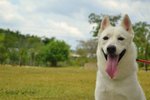 Snowy - Siberian Husky + Spitz Dog