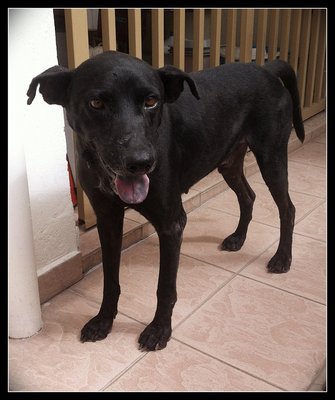 Black - Pointer Mix Dog