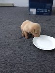 female puppy drinking