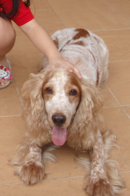 Truman - English Cocker Spaniel Dog