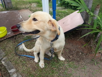 Rocky - Golden Retriever Dog