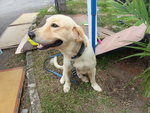 Rocky - Golden Retriever Dog