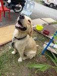 Rocky - Golden Retriever Dog