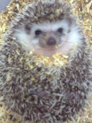 Hedgies /landak Mini - Hedgehog Small & Furry