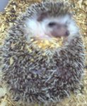 Hedgies /landak Mini - Hedgehog Small & Furry