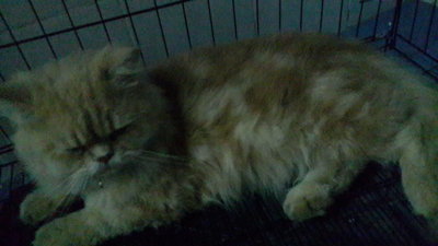 James - Persian Cat