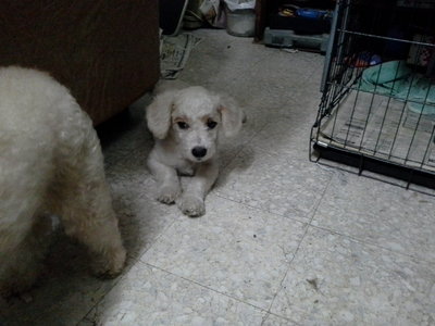 Snow Pupp - Poodle Dog