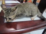 Akio - Domestic Medium Hair Cat