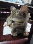 Akio - Domestic Medium Hair Cat
