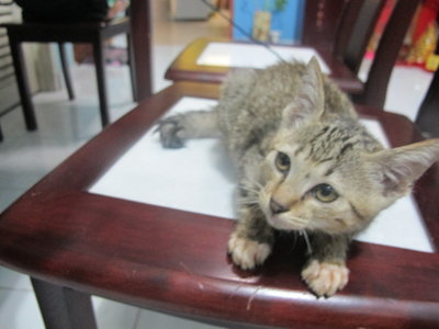 Akio - Domestic Medium Hair Cat