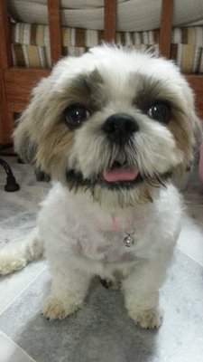 PF51593 - Shih Tzu Dog