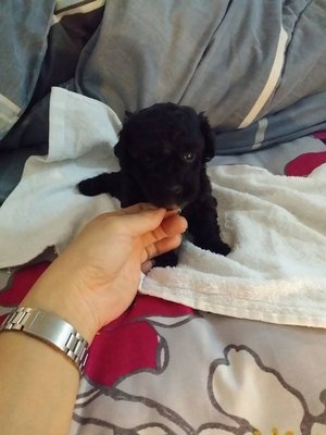 Black Tcup Poodle  - Poodle Dog