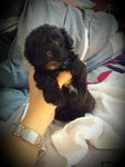 Black Tcup Poodle  - Poodle Dog