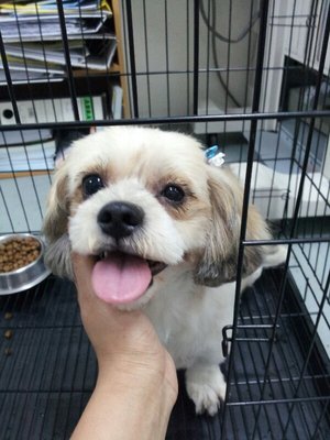 PF51611 - Shih Tzu Dog