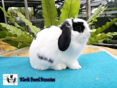 Holland Lop Broken 1 - Holland Lop Rabbit