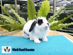 Holland Lop Broken 1 - Holland Lop Rabbit