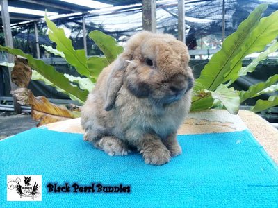 Holland Lop 2 - Holland Lop Rabbit