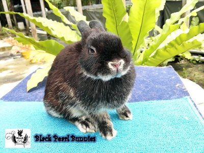 Netherland Dwarf Black Otter 1 - Netherland Dwarf Rabbit