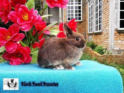 Chocolate Otter Doe 1 - Netherland Dwarf Rabbit