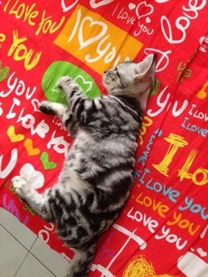 Micky - American Shorthair Cat