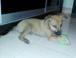 Milo~ - Mixed Breed Dog