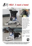 Diego - Mixed Breed Dog