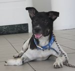 Diego - Mixed Breed Dog