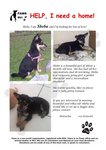 Sheba - Mixed Breed Dog