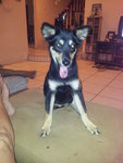 Sheba - Mixed Breed Dog