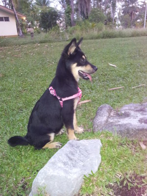 Sheba - Mixed Breed Dog