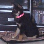 Sheba - Mixed Breed Dog