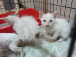 White Kittens With Orange Tail - Domestic Short Hair Cat